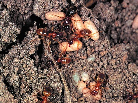 Jaro na zahradě je radost, ale mravenci už dovedou pěkně potrápit