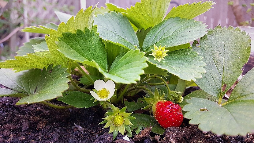 Co udělat v březnu na zahradě: kdo podcení jarní péči o jahody, ochudí se o kvalitní plody.