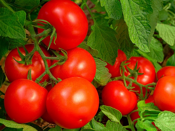 Vyzkoušejte pěstování rajčat ze semen (Zdroj: istock.com)
