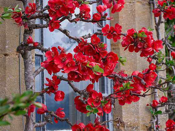 otevřít: Vypěstujte si na zahradě kdoulovec, nenáročný keř s pěknými květy a dekorativními plody