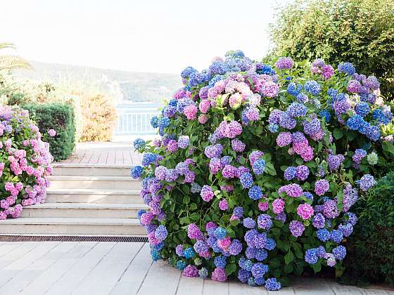 otevřít: Kvetoucí hortenzie bude ozdobou vaší zahrady