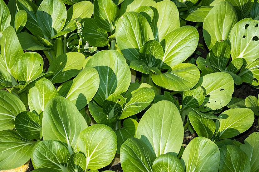 Čínské zelí pak choi koření mělce