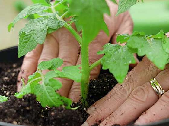 Podpořte vitalitu rostlin podáváním probiotik (Zdroj: Prima DOMA MEDIA, s.r.o.)