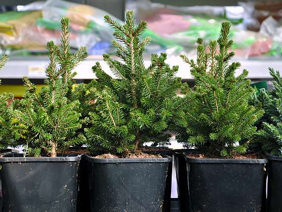 otevřít: Vánoční stromek v květináči s námi žije dlouhá léta