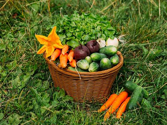 Víte, co zelenina potřebuje, aby bylo co sklízet? (Zdroj: Depositphotos (https://cz.depositphotos.com)