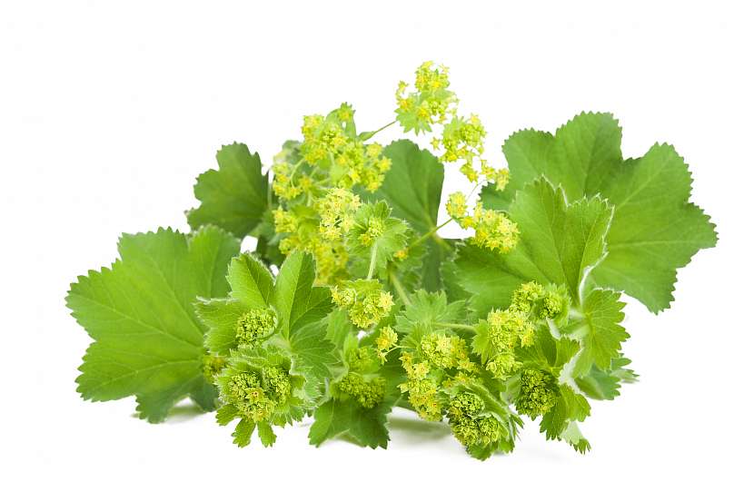 Barborka