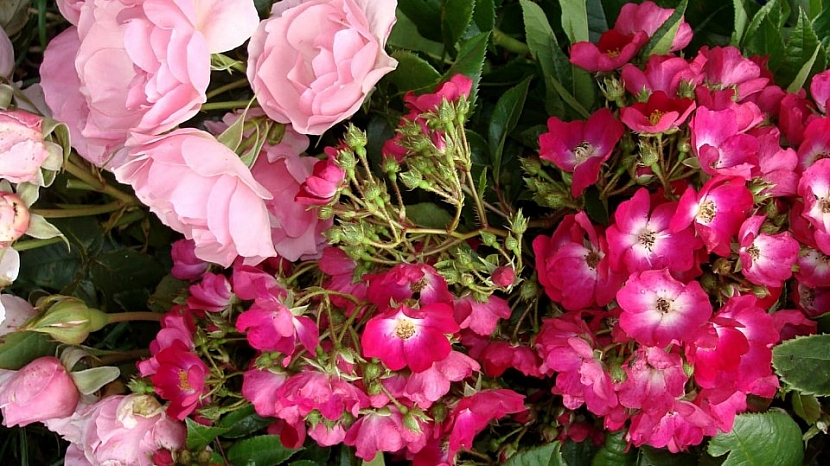 5 tipů na sázení růží: růže sadové (keřové) Astrid Lindgren a Red Yesterday