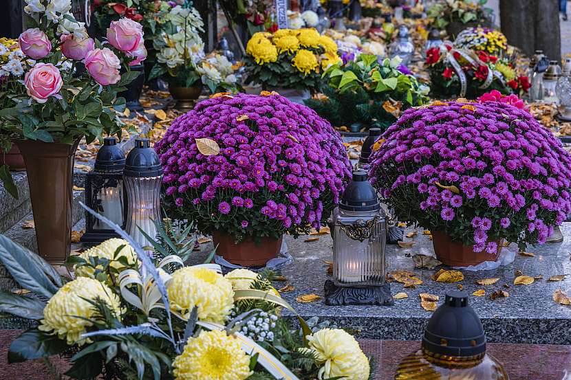 Chryzantémy jsou oblíbené podzimní květiny, vídáme je hlavně na Dušičky (Zdroj: Depositphotos (https://cz.depositphotos.com))