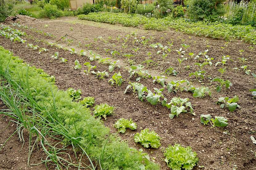 Sklizeň vlastní zeleniny se vydaří jen tehdy, když to provedeme správně (Zdroj: Archiv FTV Prima, se svolením FTV Prima)