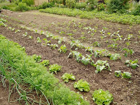 otevřít: Připravte se na sklizeň první zeleniny z vlastní zahrady