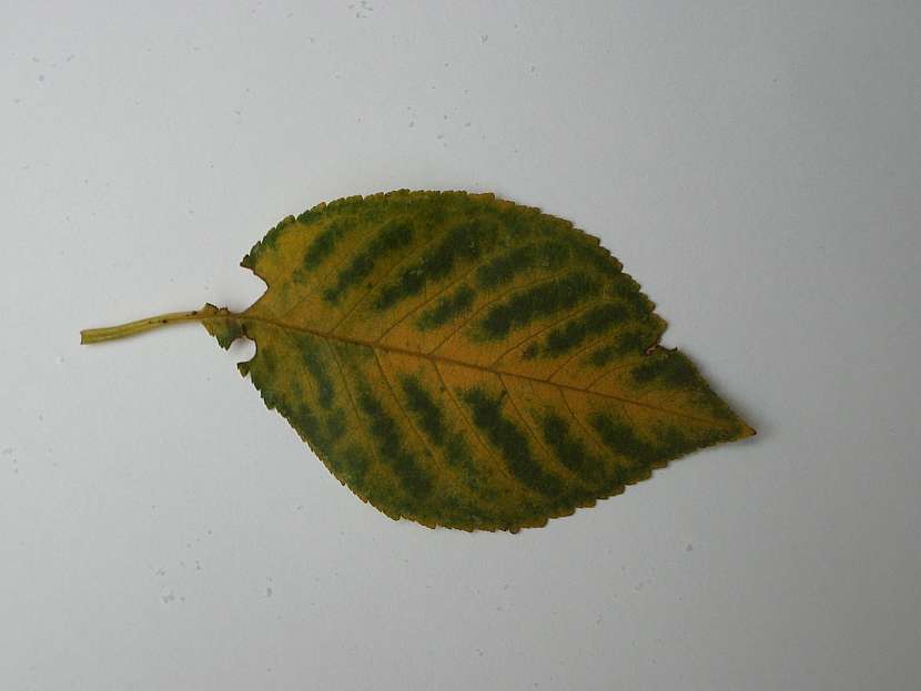 Nedostatek hořčíku se na listech višní projeví různými formami chloróz a nekróz rostlinných pletiv