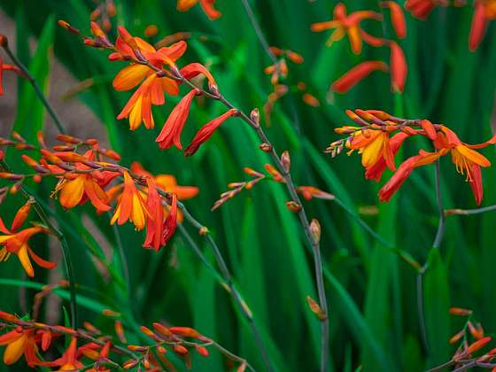 Montbrécie (crocosmia) rozkvétá v červenci