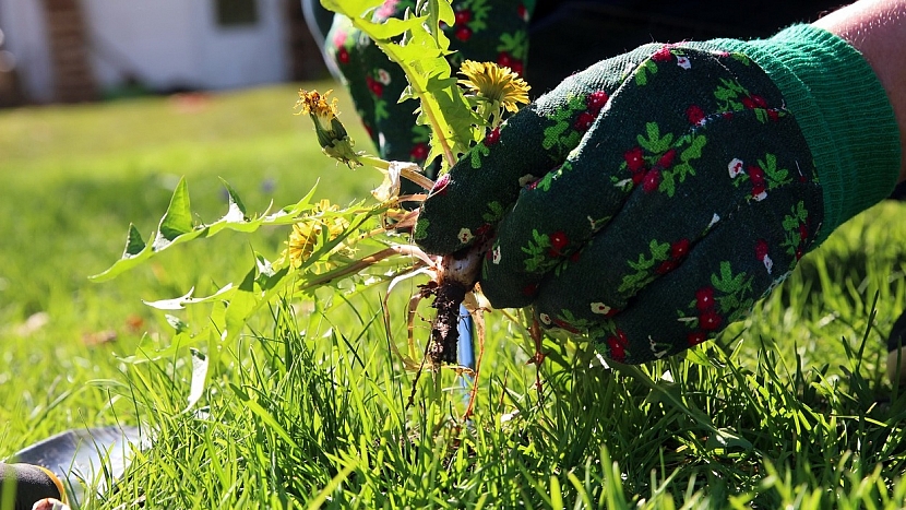Jak chránit zahradu před vedrem a suchem: pryč s plevelem, je to zloděj vláhy