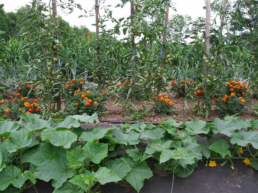 Pěstování zeleniny je třeba dobře naplánovat (Zdroj: Jan Kopřiva)