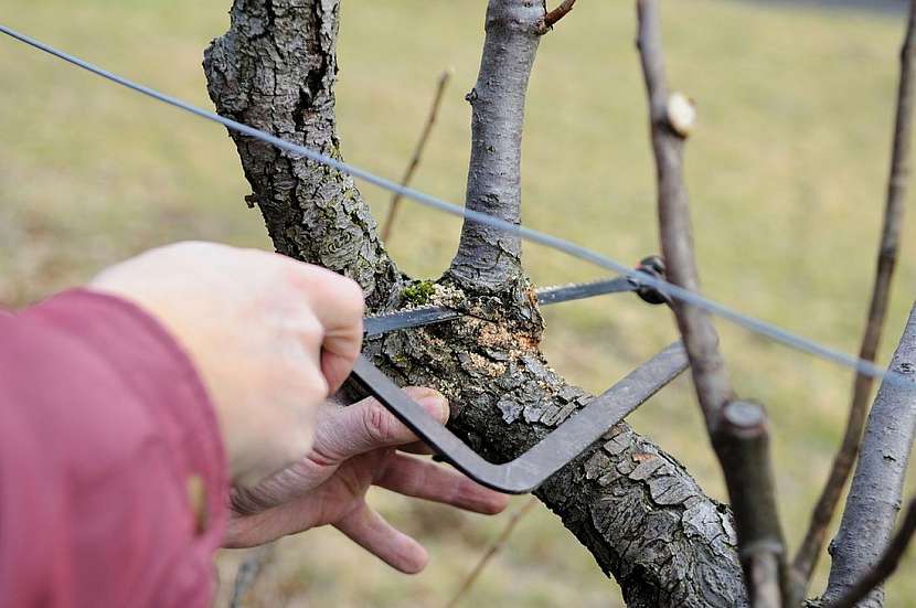 Řez okrasných dřevin &#8211; víme, jak na to