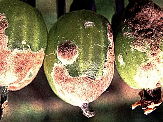 S ochranou rostlin je třeba začít již v předjaří