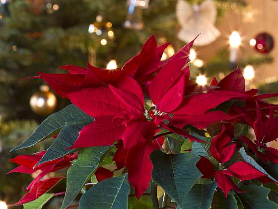 Vánoční hvězda zůstává i nadále královnou adventu (Zdroj: Depositphotos (https://cz.depositphotos.com))