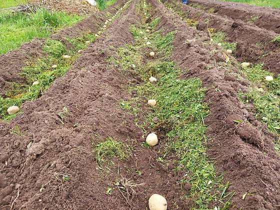 Při sázení brambor musí být hlízy už naklíčené, urychlí se tím i sklizeň, a to až o více než dva týdny (Zdroj: Jaromír Malich)