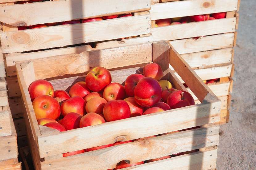 Uložení úrody jablek do dřevěné bedýnky