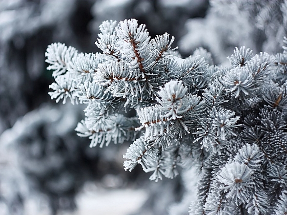Zimní ochranu rostlin není radno podceňovat (Zdroj: Depositphotos (https://cz.depositphotos.com))