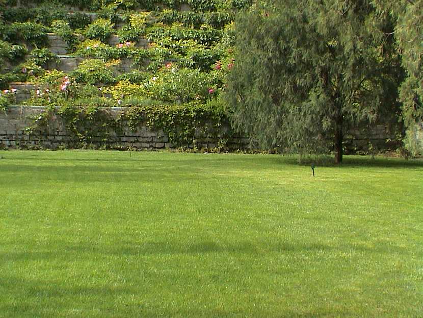 Pro dosažení krásného trávníku je důležité vybrat správnou travní směs (Zdroj: Ludmila Dušková)