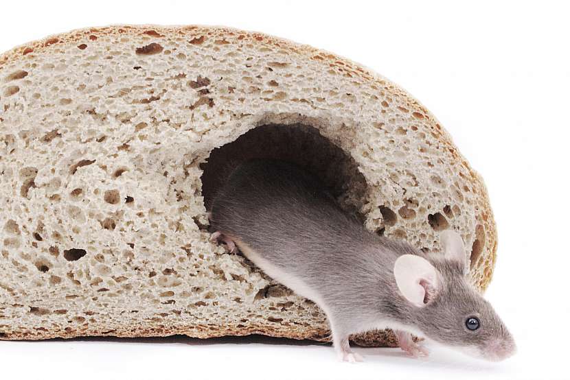 Sklepy plné potravin a různých materiálů jsou pro myši jako výhra v loterii