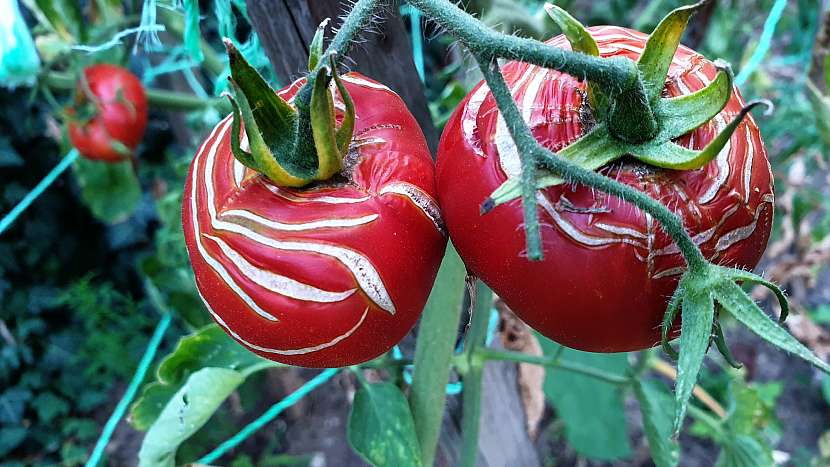 Praskání oblíbených rajčat má hned několik příčin