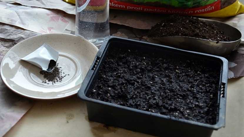 Předpěstování hlávkového salátu ze semínek