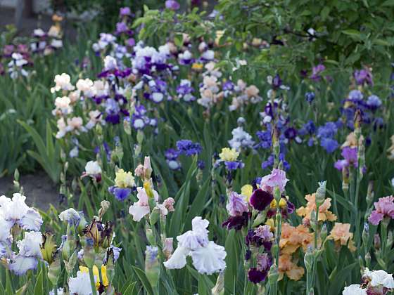 Pestrá škála barevných květů kosatce zahradního (Irisu) (Zdroj: Depositphotos (https://cz.depositphotos.com))