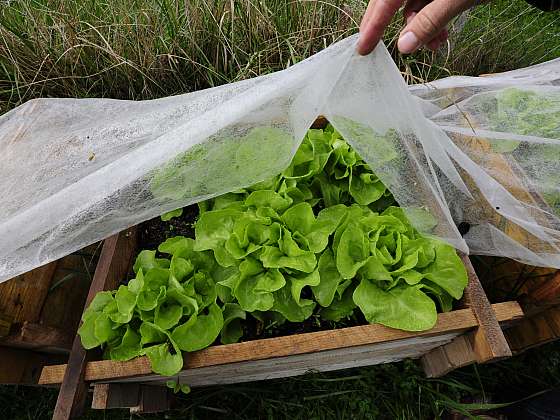 Salát je nejvíce pěstovanou první jarní zeleninou (Zdroj: Depositphotos (https://cz.depositphotos.com))