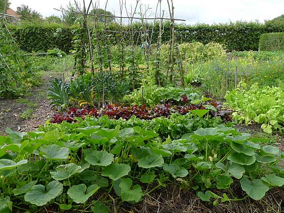 Při plánování zahrady pracujte s tím, že zeleninové záhony musí být blízko domu, na osluněném, chráněném místě a tam, kde je ornice ve velmi dobrém stavu
