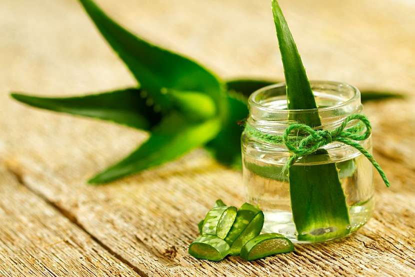 Aloe Vera – zázrak mezi rostlinami