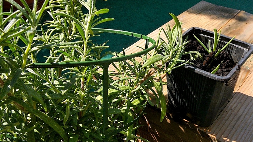 Rostlinku můžete pěstovat i na balkoně