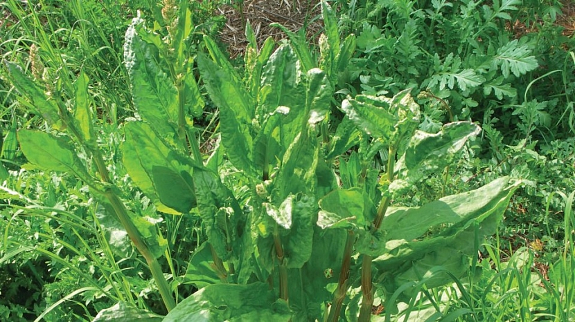 Šťovíky zahradní i divoké (Rumex patientia, R. acetosa)