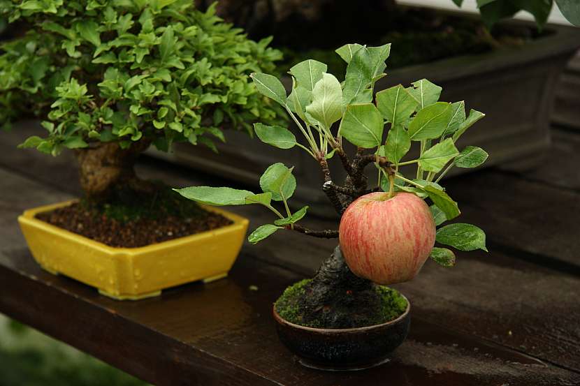 Maličké ovocné stromky neztratí schopnost rodit, takže se dočkáte i malé úrody