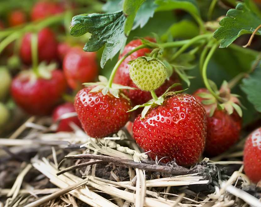 Jak pěstovat jahody, abychom se mohli těšit na bohatou úrodu? (Zdroj: Depositphotos (https://cz.depositphotos.com))