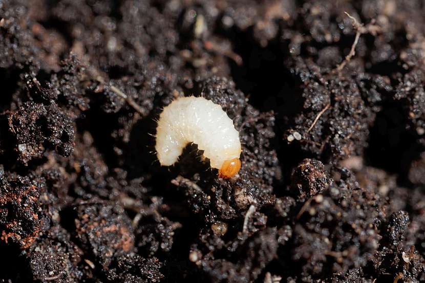 Larva lalokonosce je vždy stočená do tzv. rohlíčku