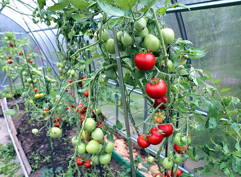 Dozrávající rajčata ve skleníku