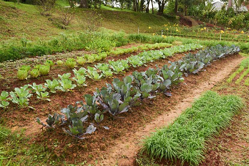 Na úrodné a dobře vyživované půdě se zelenině velmi daří (Zdroj: Depositphotos (https://cz.depositphotos.com))