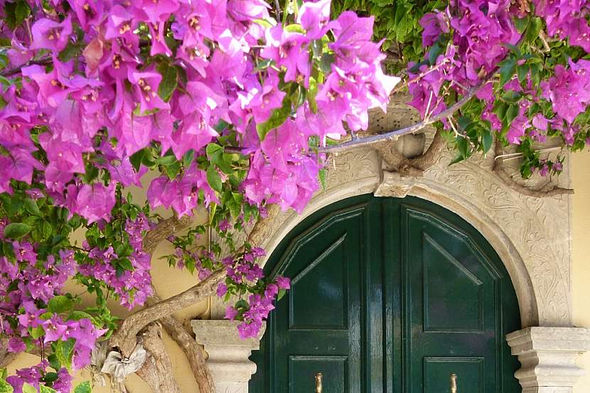 Středomoří si můžete vychutnat i u nás na zahrádce, balkoně či terase (Zdroj: Simona Sedláčková)