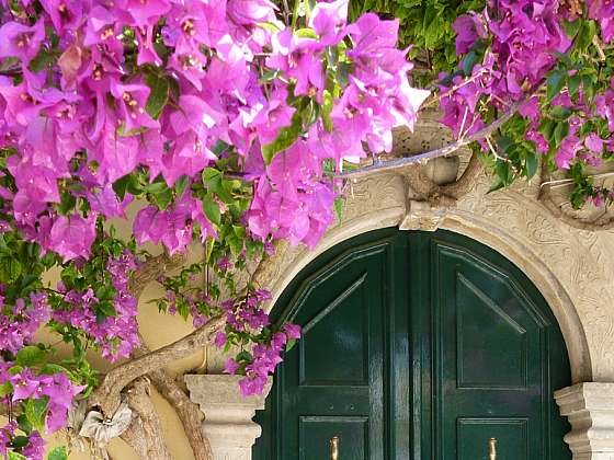 Středomoří si můžete vychutnat i u nás na zahrádce, balkoně či terase (Zdroj: Simona Sedláčková)
