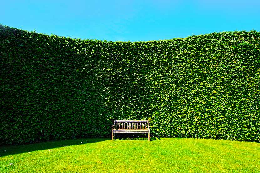 Živým plotem ozvláštníte zahradu (Zdroj: Depositphotos)