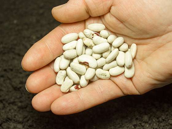 Vsaďte na správnou odrůdu fazolí (Zdroj: Depositphotos (https://cz.depositphotos.com))