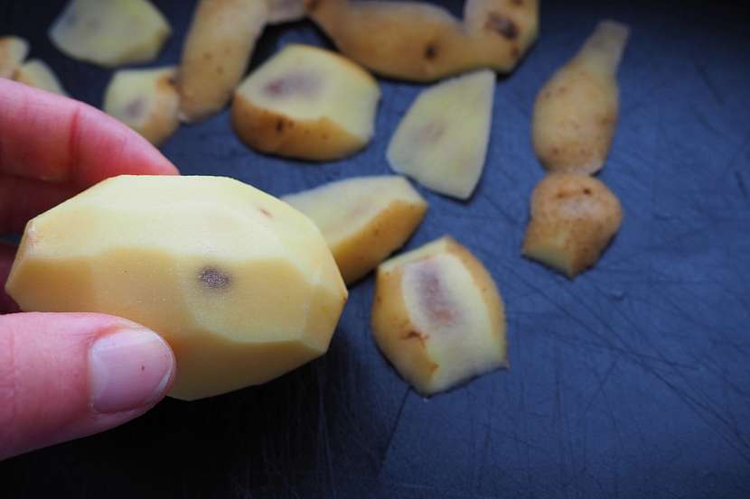 U brambor plísně poškozují i samotné hlízy