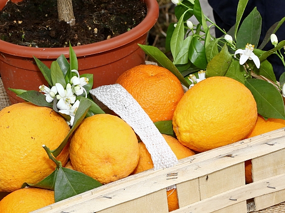 Roubování citrusů: Jak zkrátit dobu od vysetí semínka po první sklizeň
