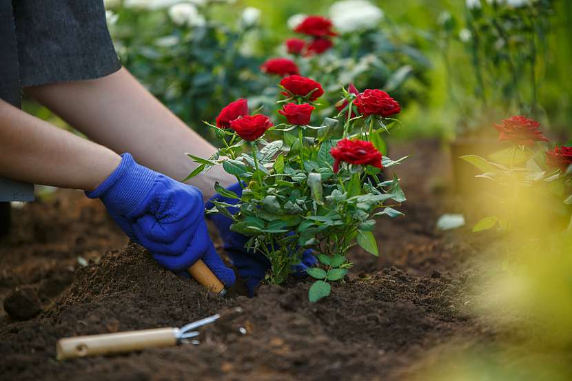 Vysazujte růže opatrně, ať nepoškodíte nadzemní část rostliny ani její kořenový systém