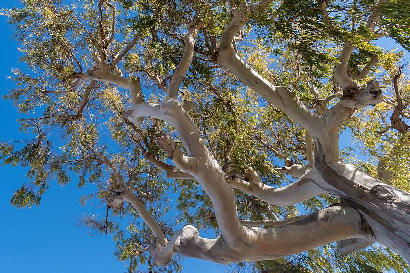 Stromy eukalyptu se ve své domovině dožívají mnoha let
