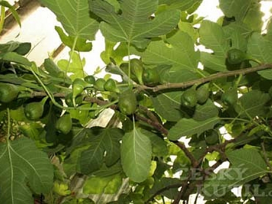 Fíkovník (Ficus carica )