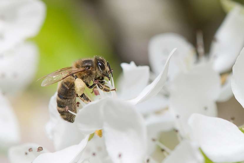 Opylování jednotlivých druhů ovocných stromů není jen v kompetenci včel (Zdroj: Depositphotos (https://cz.depositphotos.com))