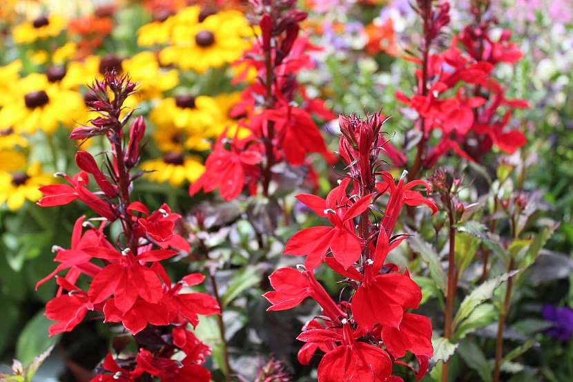 Lobelia speciosa 'Fan Scarlet'